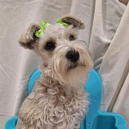 Sandy - Miniature Schnauzer