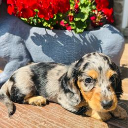 VIENNA - Dapple female Dachshund puppy in Holtwood, Pennsylvania from Holly Hill Dachshunds