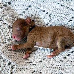Boy 2 - Chocolate Goldendoodle puppy in Bradenton, Florida from Doodle Acres