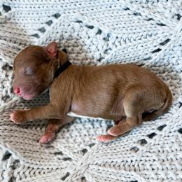 Boy 2 - Chocolate Goldendoodle puppy in Bradenton, Florida from Doodle Acres