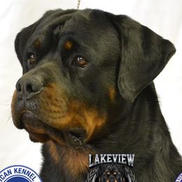 Manhattan - Rottweiler