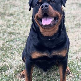 RO - Black and mahogany male Rottweiler puppy in Houston, Texas from Power Hause Kennels
