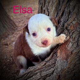 Elsa - Red tri female Miniature Australian Shepherd puppy in Idalou, Texas from Lonesome Pine Mini Aussies