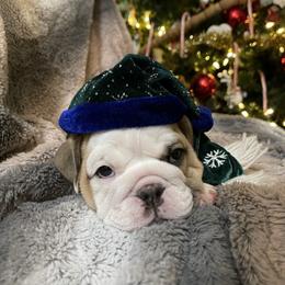 Bulldog Puppies from Semper Fi Bulldogs