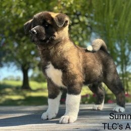 Summer - Fawn female Akita puppy in Chillicothe, Missouri from TLC Akitas