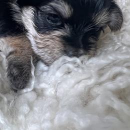 Morkies from CKC MorkiePoo Puppies