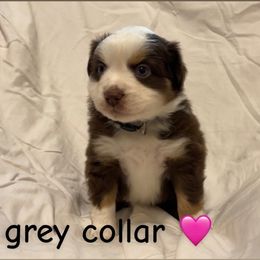 Tan - Red tri female Miniature Australian Shepherd puppy in Colbert, Georgia from Terri's Mini Aussies