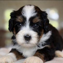 Slogan - Tri-color male Bernedoodle puppy in Yuciapa, California from AlltheDoodlez_