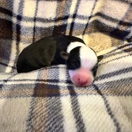 Stripe - Black tri-color male Australian Shepherd puppy in Monroe, North Carolina from Meekey Family Aussies