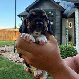 Orange collar- Jose - Black brown and white male Basset Hound puppy in Park City, Kansas from Stegmans Basset Hounds