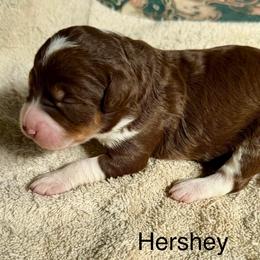 Hershey - Tri-color female Bernedoodle puppy in Royse City, Texas from Platinum Bernedoodles of Texas