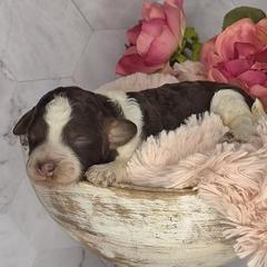 Cookie - Black white and tan female Springerdoodle puppy in Fargo, North Dakota from Dakota SpringerDoodles