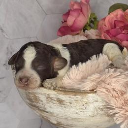 Cookie - Black white and tan female Springerdoodle puppy in Fargo, North Dakota from Dakota SpringerDoodles