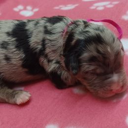 Maggie Magenta - Blue merle female Bernedoodle puppy in Delphos, Ohio from Route 66 Poodles & Doodles, Sapphire Shih-tzu's of Ohio