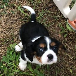 Cavalier King Charles Spaniels and Cavapoos from 3W Ranch