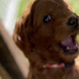 Goldendoodle Puppies from Coal Country Doodles
