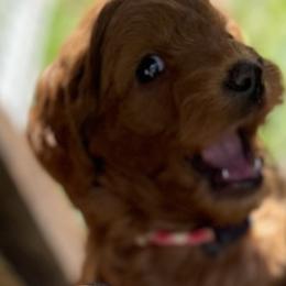 Goldendoodle Puppies from Coal Country Doodles