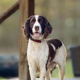 Ellie - English Springer Spaniel