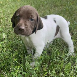 German Shorthaired Pointers from Sho-Me Shorthairs