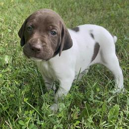 German Shorthaired Pointers from Sho-Me Shorthairs