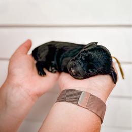 Lasso - Black male Labradoodle puppy in Elizabeth City, North Carolina from Howdy Doodles