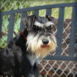 LAYLA - Miniature Schnauzer