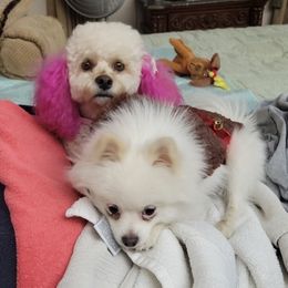 Maltipoos and Pomeranians from Ericka Rager's Maltipoos and Pomeranians