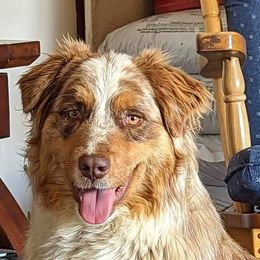 Georgie - Australian Shepherd