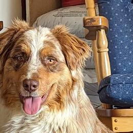 Georgie - Australian Shepherd
