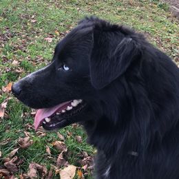 Neeko - Australian Shepherd