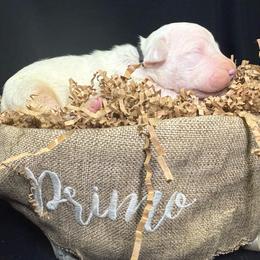 Black - White male Dogo Argentino puppy in Powder Springs, Georgia from Primo Kennels