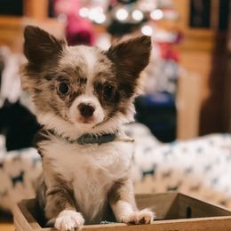 Meeko - Chihuahua