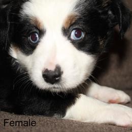 Blue eyed Black Tri female - Black tri female Miniature Australian Shepherd puppy in Redding, California from Lavish Luxuries Mini and Toy Australian Shepherds