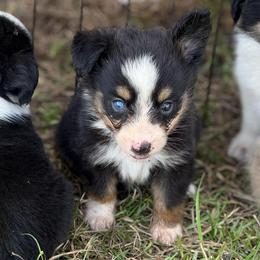 Tate - Black tri male Toy Australian Shepherd puppy in Ambrose, Georgia from Brandilyn's Aussies