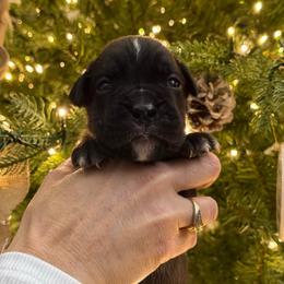 Bryant - Brindle male Boxer puppy in Jamesville, New York from Reynolds Homestead Boxers