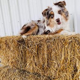 Australian Shepherd Puppies from Siercks Ranch Aussies
