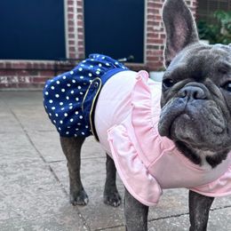 Khloe - French Bulldog