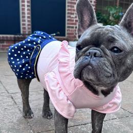 Khloe - French Bulldog