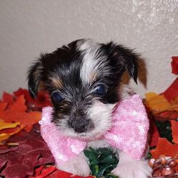 COCO - Parti female Yorkshire Terrier puppy in Palmdale, California from J Designer Puppies
