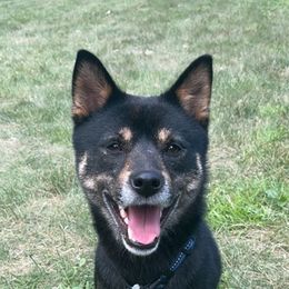 Shiba Inu from MN Lakes Area Shiba Inus