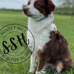Miniature American Shepherds, Miniature Australian Shepherds, and Toy Australian Shepherds from Sunset Hill Mini & Toy Aussies