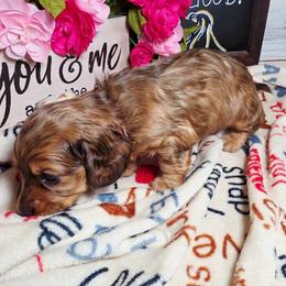 Iron Man - Dapple male Dachshund puppy in Rio Grande City, Texas from Hounds All Night