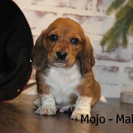 Basset Hound Puppies from Welcome Home Bassets