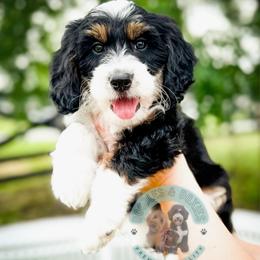 Pepper Jack - Tri-color female Bernedoodle puppy in Marion, Ohio from Doodles & Doxies