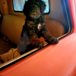 Bastian - Phantom male Bernedoodle puppy in Columbus, Georgia from Denise Pound
