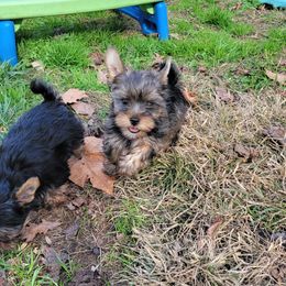 Great Dane and Yorkshire Terrier Puppies from Chuck City Danes