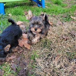 Great Dane and Yorkshire Terrier Puppies from Chuck City Danes