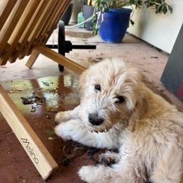 Rosie - Cream female Goldendoodle puppy in Tucson, Arizona from Cheryl's Goldendoodles