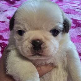 Pug Puppies from Royal House of Pugs