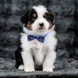 Finnick AKA Attila The Hun - Black tri-color male Australian Shepherd puppy in Riverton, Utah from Stone Ridge Australian Shepherds
